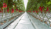 Агротекстиль Agrojutex белый 100г/м2 - 3.30x100м